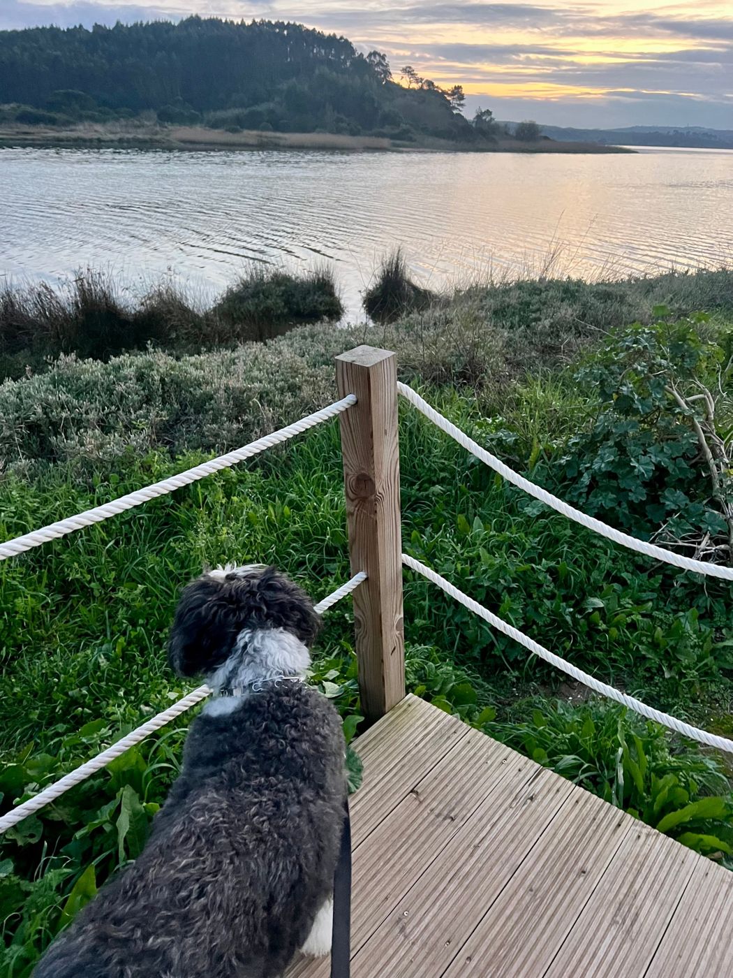 A black and white dog looking out over water at sunset