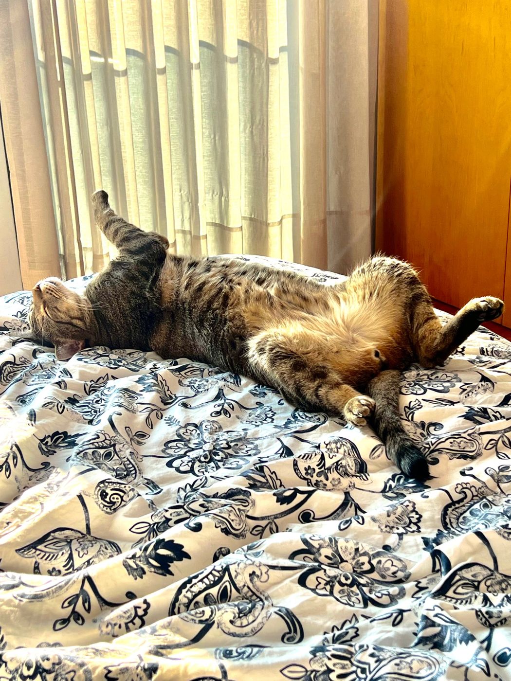 A tabby cat stretched out on its back on a bed